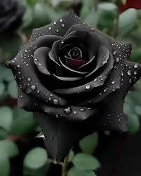Blk Rose candle